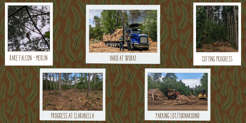 Progress at our school photos, on brown background with pine branch graphics, all pictures put into polaroid frames with handwritten captions - picture 1: falcon sitting on branch captioned "Rare Falcon - Merlin", picture 2: Two workers pictured at forest standing in front of truck loaded with cut pine logs captioned "Hard at work!",  Picture 3 - Photo of cut logs laying on the ground in front of forest captioned "Cutting progress", Picture 4 - Picture of reduced forest captioned "Progress at Clarabella", Picture 5 - Picture of a new dirt parking lot with machines and logs on ground captioned "Parking lot/turnaround"